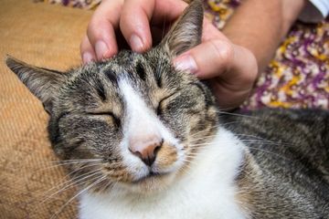 Bagaimana Peneliti Bisa Mendeteksi Virus Corona Pada Kucing 