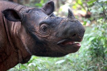 Populasi Badak Sumatra Semakin Menurun Ini Faktor Penyebabnya Semua Halaman National Geographic Populasi Badak Sumatra Semakin Menurun Ini Faktor Penyebabnya Semua Halaman National Geographic