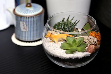 Tanaman Dalam Kaca Cara Membuat Terarium Sendiri Di Rumah