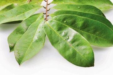 Yuk Simak Manfaat Daun Sirsak Buat Lovebird 