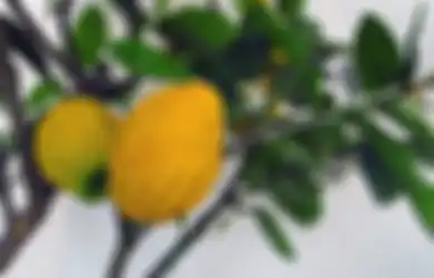 Buah Ini Mengalami 'Krisis Identitas Diri', Menurut Anda Lebih Mirip Jeruk tau Pepaya?