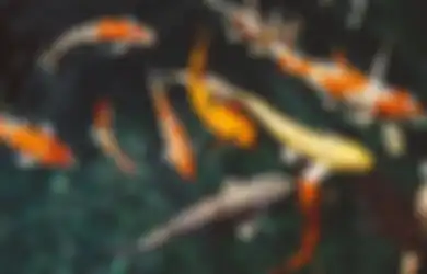 Bagi yang Mau Menikah Dengan Putranya, Orangtua Ini Berikan Hadiah Ikan Koi yang Bisa Bikin Kaya Raya, Berminat?
