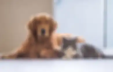 Walah, Ternyata Inilah Alasan Mengapa Anjing dan Kucing Tidak Pernah Akur