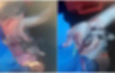 (Video) Nelayan Ini Lakukan Operasi Sesar pada Induk Hiu yang Telah Mati demi Selamatkan 98 Bayinya