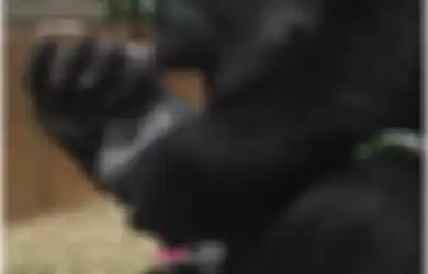 Momen Mengharukan Saat Seorang Ibu Gorila Memeluk dan Mencium Bayinya yang Baru Lahir