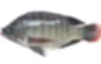 Catat! Ikan Nila Bukanlah 'Ikan Mutan' Tanpa Tulang atau Ikan Beracun, Ini Buktinya