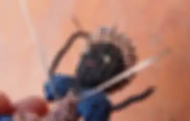 Kerap Dikaitkan dengan Santet dan Sihir, Voodoo Nyatanya adalah Agama dengan Banyak Penganut