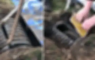 Ada Jeritan dari Bawah Tanah, Setelah Digali Hewan Hitam nan Unik Ini Ditemukan Didalamnya