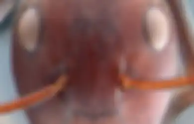 Seorang Ilmuwan Kaget Saat Menemukan Binatang Langka yang Bisa 'Meledak' di Hutan Kalimantan