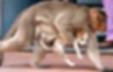 (Foto) Seekor Monyet Menculik Anak Anjing, namun Lihatlah Foto-foto Ini, yang Dilakukannya Sungguh Menyentuh Hati