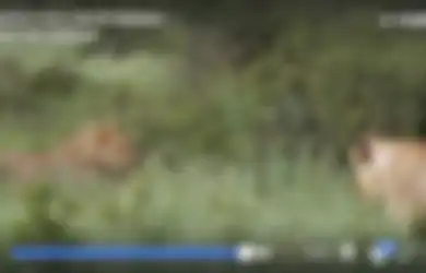 Singa Bersiap Menyerang Seekor Anak Rusa, Bukan untuk Dibunuh atau Dimakan tapi yang Ia Lakukan Bikin Hati Meleleh