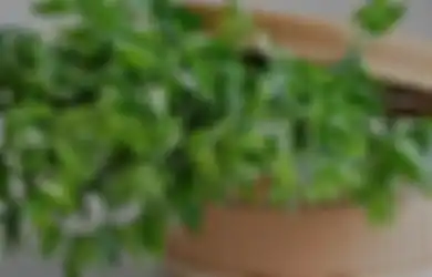 Pantas Satu Keluarga Tak Pernah Sakit, Rahasianya Ternyata Cuma Sering Masak Daun Katuk di Rumah, Penyakit Mematikan Ini Bisa Jauh dari Tubuh