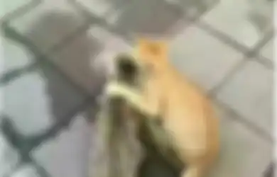 Si Kucing Betina Selingkuh Sang Kucing Jantan Patah Hati, Lucu Banget Ekspresinya!