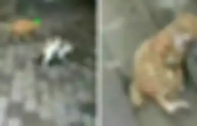 Kucing Betina Selingkuh Sang Kucing Jantan Patah Hati, Ekspresinya Lucu Banget!
