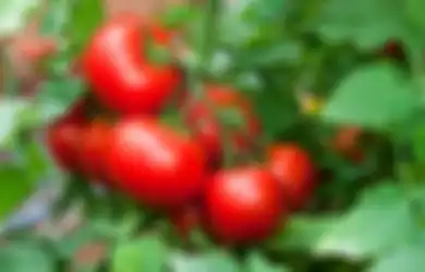Begini Langkah Mudah Cara Simpan Tomat Agar Tetap Sehat dan Tahan Lama Hingga Berbulan-bulan, Mau Coba?