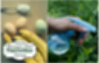 Perhatian Buat Pecinta Tanaman, Yuk Singkirkan Pupuk  Kimia, Begini Cara Bikin Pupuk Cair Organik dari Kulit Pisang, Mau Coba?