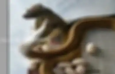 (Video) Ular Kobra Bertelur 23 Butir Jadi Viral di Dunia Maya