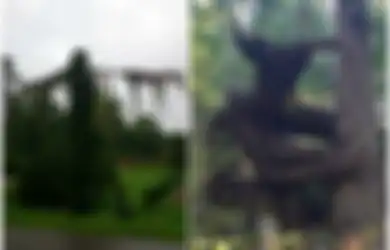 (Foto) Disebut 'Pohon Iblis', Inilah 10 Penampakan Pohon yang Menakutkan Itu
