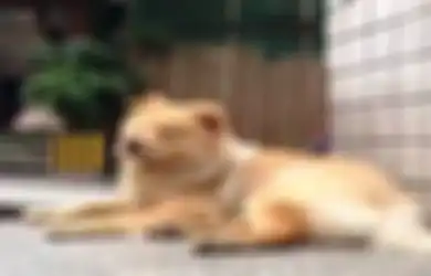 (Video) Mengharukan, Selama 8 Tahun Anjing Ini Setia Menanti Tuannya Pulang Kerja di Stasiun Kereta