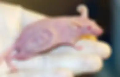 Timbulkan Kontroversi, Inilah Eksperimen Ilmuwan yang Dinilai ‘Gila’