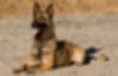 Kisah Anjing Cerdas yang Mampu Mendeteksi Bom Hingga Narkoba