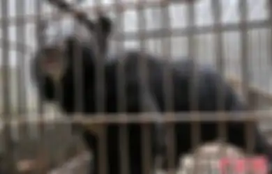 Dikira Anak Anjing, Sebuah Keluarga di China Tak Sadar Telah Membesarkan Beruang Langka Selama 2 Tahun