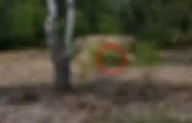 Kehebatan Sniper yang Luar Biasa, Merayap Selama 3 Hari 3 Malam, Selanjutnya Tembak Mati Musuh dari Jarak Hampir 2 Km