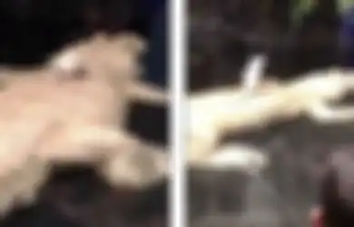 (Video) Perjuangan si Tikus Putus Menyelamatkan Diri Sebagai Santapan Buaya Albino Ini Sungguh Patut Dapat Pujian