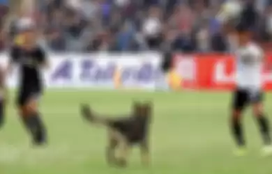 Anjing Masuk Lapangan