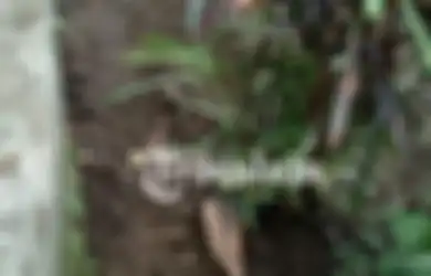 Heboh, Ada Kaki Menyembul di Dekat Nisan Sebuah Makam Tua di Kediri