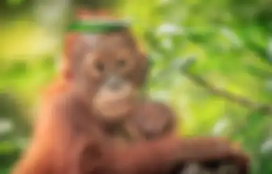 Gagal ‘Meluncur’ ke Alam Liar, Hewan-hewan Ini Tetap Bersama Induknya Hingga Besar