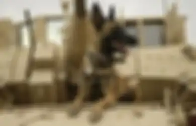 Stres Gara-Gara Tuannya Gugur Saat Memerangi Teroris, Anjing Militer Ini Ikut-Ikutan Mati