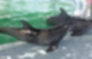 Duh, Tempat Wisata Satwa Liar di Bali, Lombok, dan Gili Trawangan Dianggap Tak Layak dan Buat Hewan Trauma