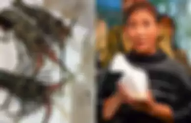 Susi Pudjiastuti Tindak Tegas Pelaku Penyelundupan Bibit Lobster