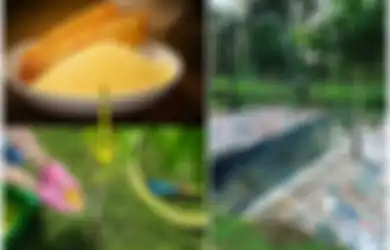 Dari Koran hingga Baking Soda, Ini 5 Cara Ampuh Bunuh Gulma Tanaman
