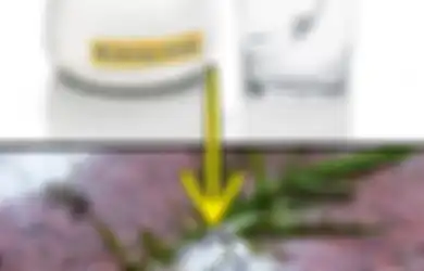 Tak Hanya untuk Bikin Kue, Baking Soda Bisa ‘Sembuhkan’ Tanaman yang Sakit dan Jadikan Kebun Lebih Sehat dan Indah