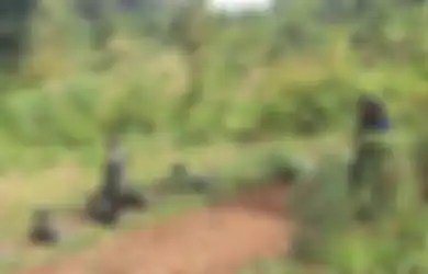 Jangankan KKB Papua, Ternyata Pasukan Amerika Juga Sering Gunakan Taktik Gerilya