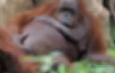 Orang utan