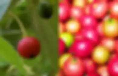 Sssttt Jangan Bilang-bilang Atau Harganya Nanti Melonjak Lagi, Ternyata Kersen Punya Beragam Manfaat yang Penting untuk Hadapi Covid-19