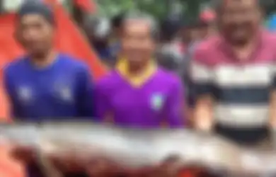 Heboh Penemuan Ikan Arapaima di Sungai Brantas, 'Monster Sungai Amazon' yang Kebal Peluru