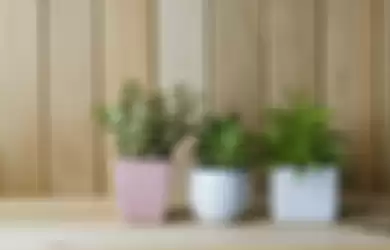 Salah satu cara mewujudkan indoor plant di rumah dengan menggunakan pot. 