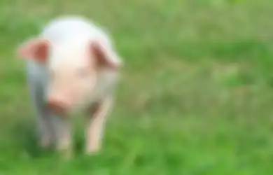Ilmuwan Berhasil Transplantasikan Paru-paru Buatan ke Babi, Bagaimana Jika ke Manusia?