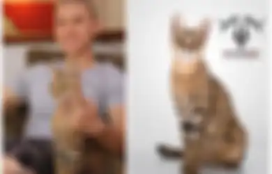 Harganya Mencapai Rp350 Juta, Inilah Savannah F1 Kucing Termahal di Dunia yang Punya Banyak Kelebihan