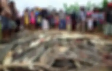 Seorang Warga Digigit Buaya Hingga Tewas, Puluhan Warga Marah dan Balik Bunuh 300 Buaya