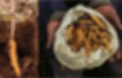 Yarsagumba, 'Viagra' yang Tumbuh di Dinginnya Himalaya, Harganya Rp1,4 Miliar per Kilogram