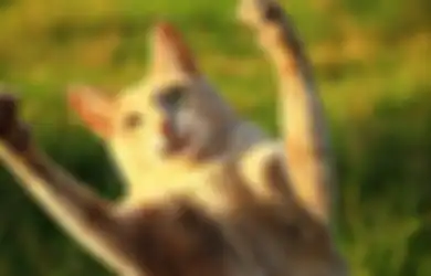 Hanya Karena Dicakar Kucing, Remaja Ini Alami Gangguan Mental