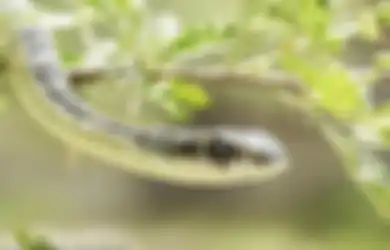 Pria Ini Selfie Dengan Ular Berbisa Dari Jarak 15 Sentimeter Bahkan Wajah si Pria Sampai Terpantul di Mata Ular