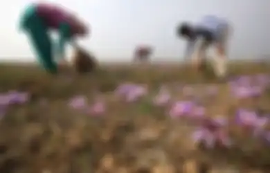 Dihargai Rp11 Juta per Kg, Saffron Jadi Rempah Paling Mahal di Dunia, Apa Alasannya?