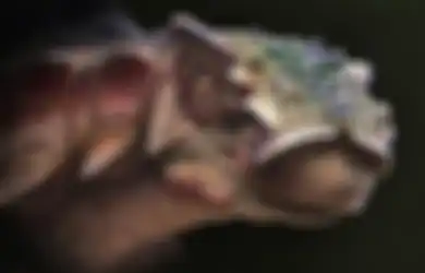 Sering Dianggap Mitos, 'Naga' Ini Ditemukan di China dalam Bentuk Fosil