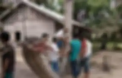 Temuan Ular Piton Raksasa 7 Meter Hingga Telan Manusia, Inilah Kisah Keberadaan Ular Besar Ini di Indonesia